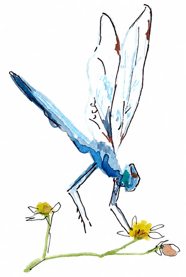 Dragonfly