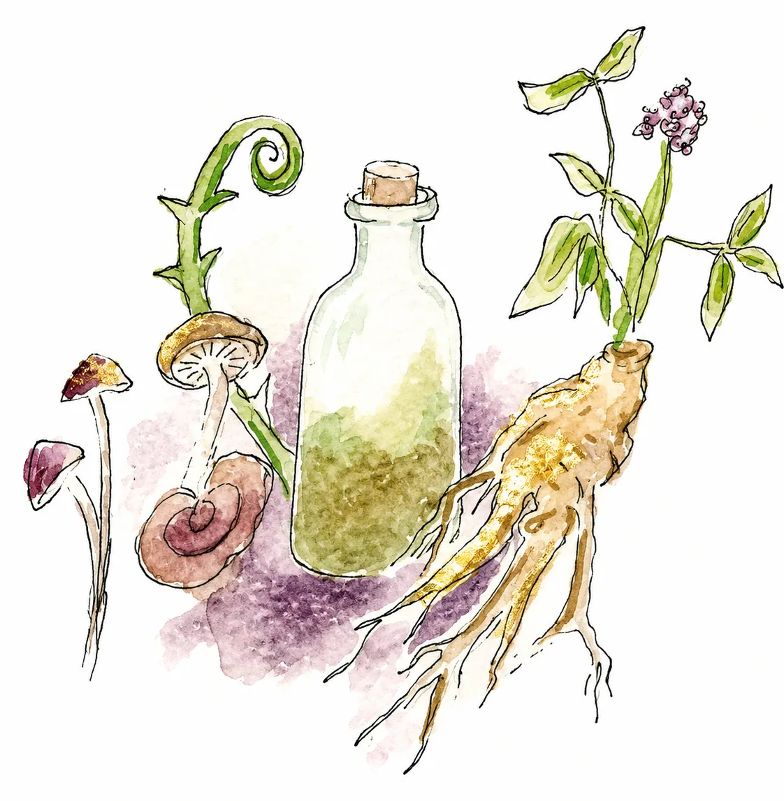 Tonic Herbs and Mushrooms